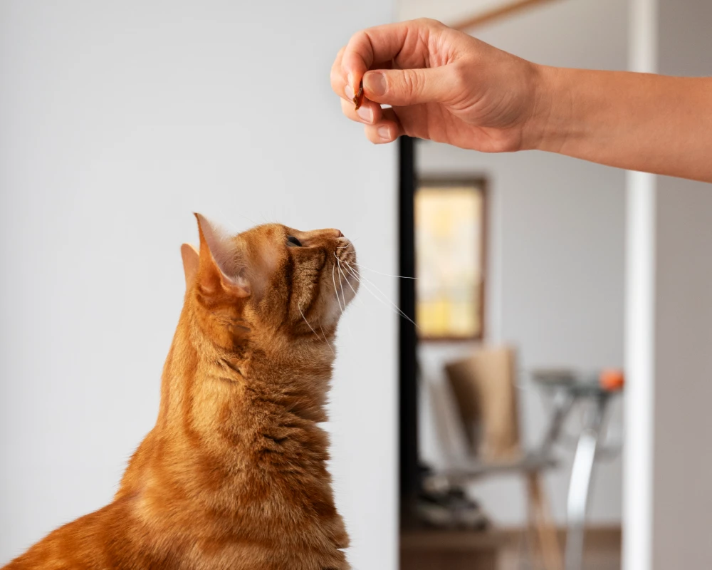 automatic dog feeder with camera